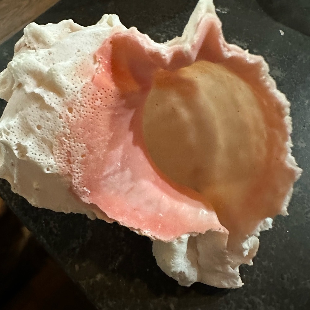 Pink Murex shell